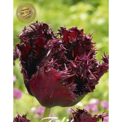 Tulpan Labrador (premium) 7-pack